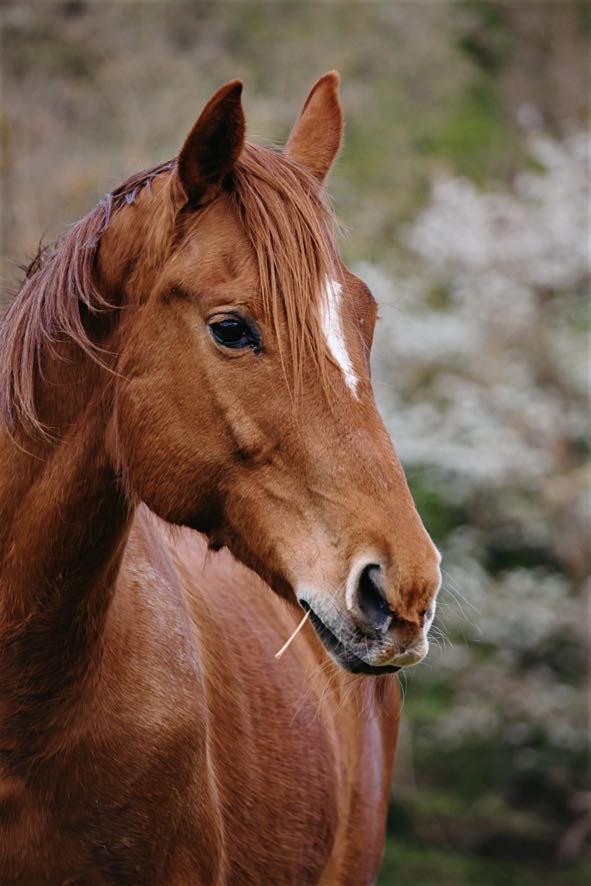 Portret konja na otvorenom na imanju Ranch Nađalina